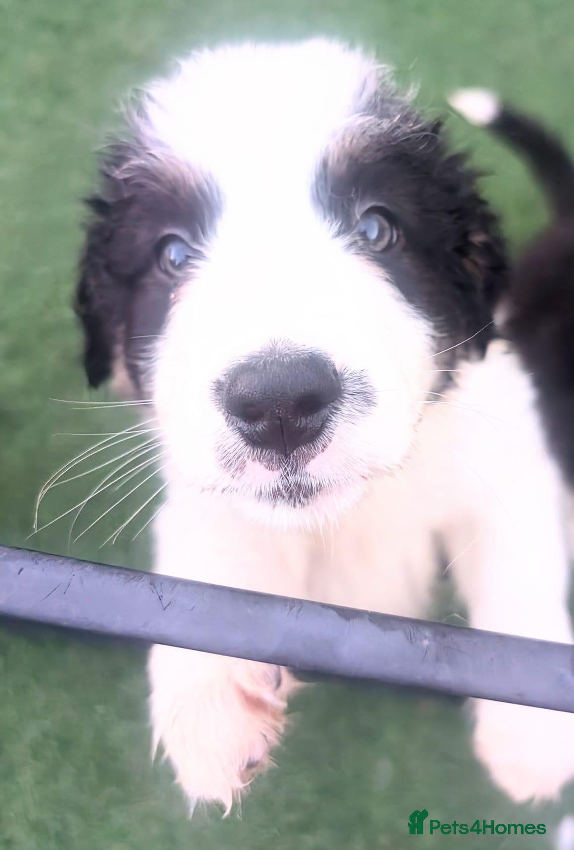 Mixed Breed dogs Beautiful Bordernese  - Advert 2