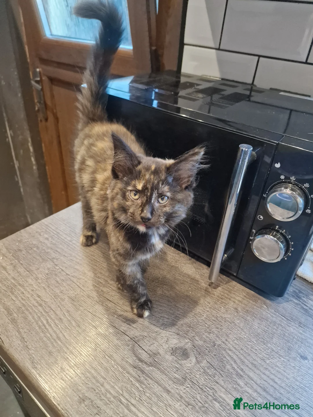 Mixed Breed cats for sale: Main coon x Russian Blue in Newcastle - Advert 2