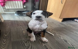 Mixed Breed dogs for sale: Cane corso x cocker spaniel puppy  - Image 1