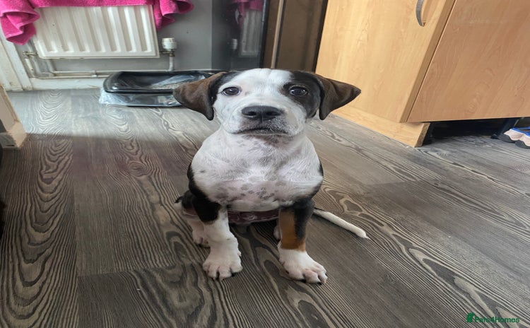 Mixed Breed dogs - Advert 2