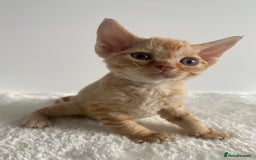 Devon Rex cats for sale: Devon Rex - Image 5