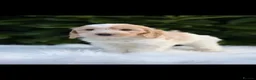Cockapoo dogs for sale: Cockapoo males and females  - Advert 21