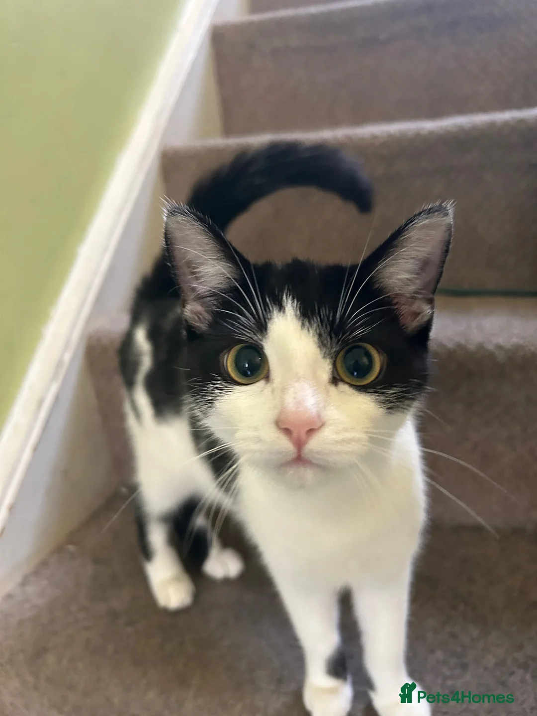 Mixed Breed cats for sale: Mid kitten  in London - Advert 1