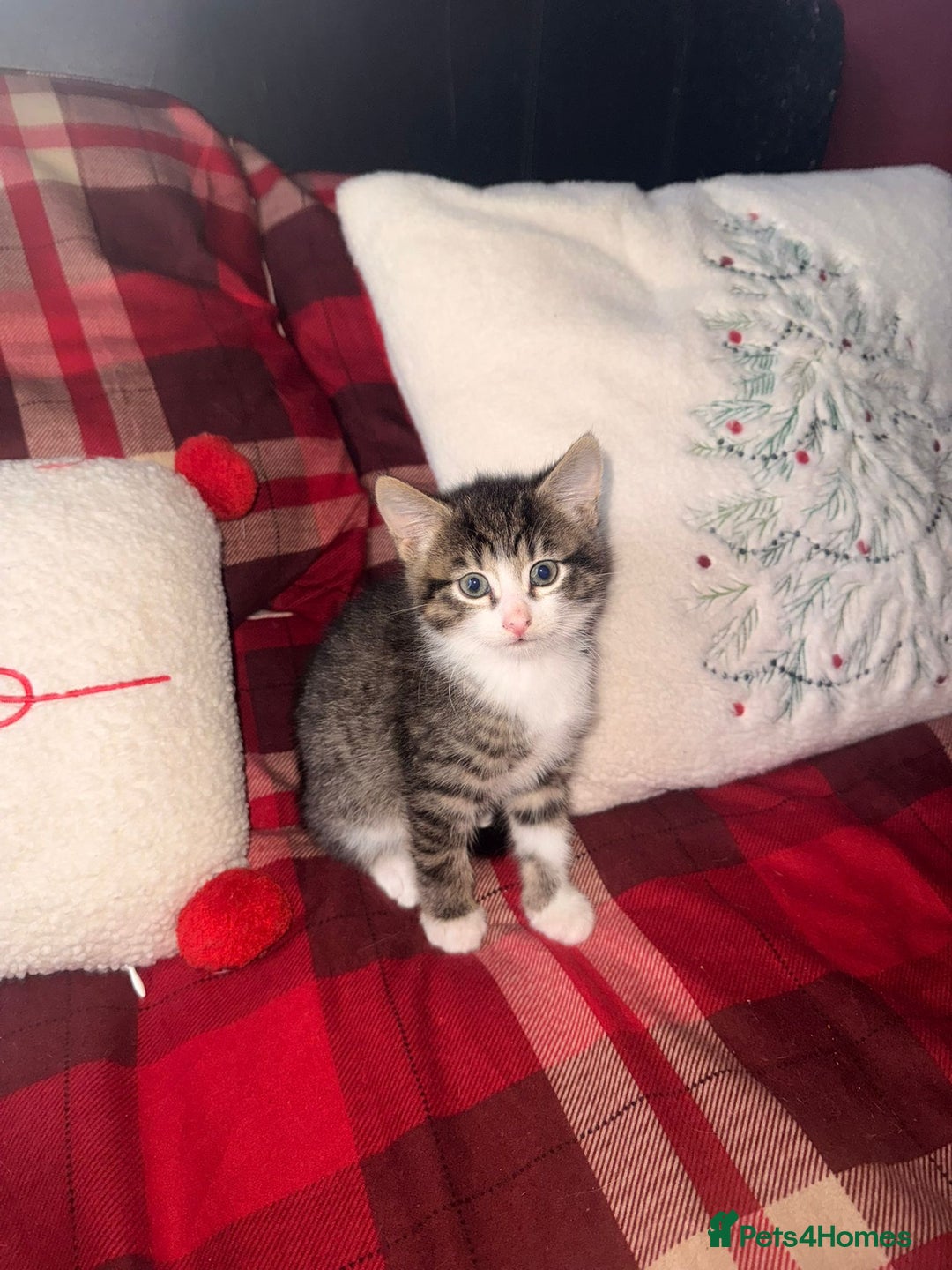 Mixed Breed cats for sale: Maine Coon cross tabby - Image 6