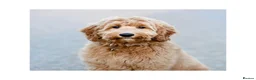 Australian Labradoodle dogs for sale: WAITING LIST Australian Labradoodles - RED & TUX  - Advert 2