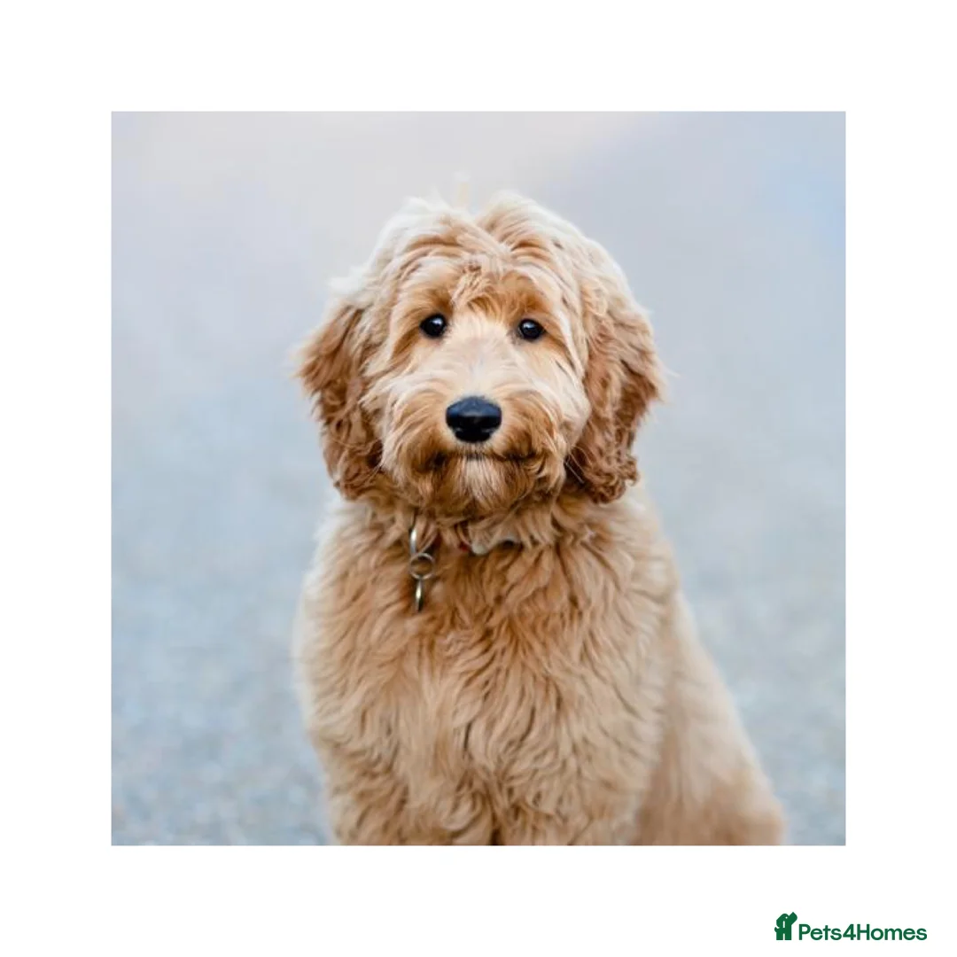 Australian Labradoodle dogs for sale: WAITING LIST Australian Labradoodles - RED & TUX  - Advert 2