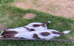 English Springer Spaniel dogs for sale: 7 English springer spaniel puppies  - Image 3