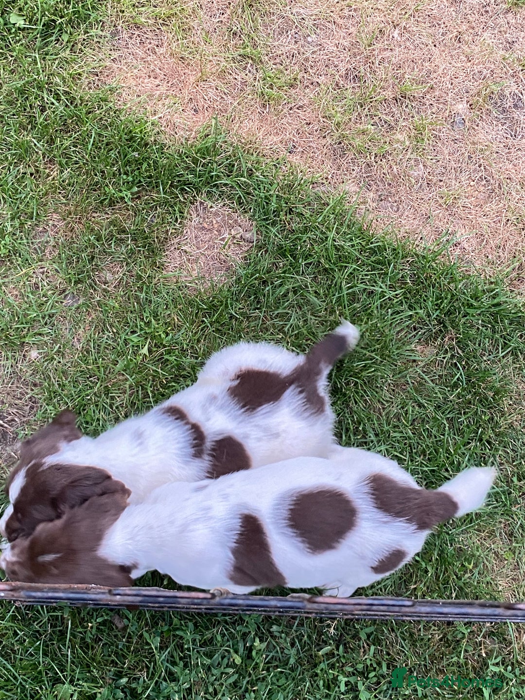 English Springer Spaniel dogs for sale: 7 English springer spaniel puppies  - Image 3
