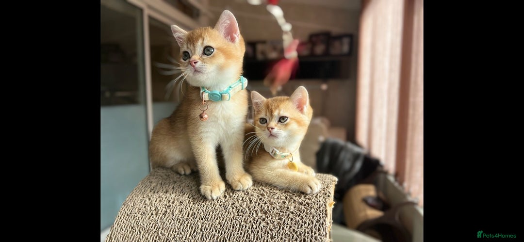 Scottish Fold cats for sale: TICA-Registered Scottish Straight/Fold Kittens  - Image 3