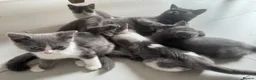 British Shorthair cats for sale: BSH kittens  - Advert 2