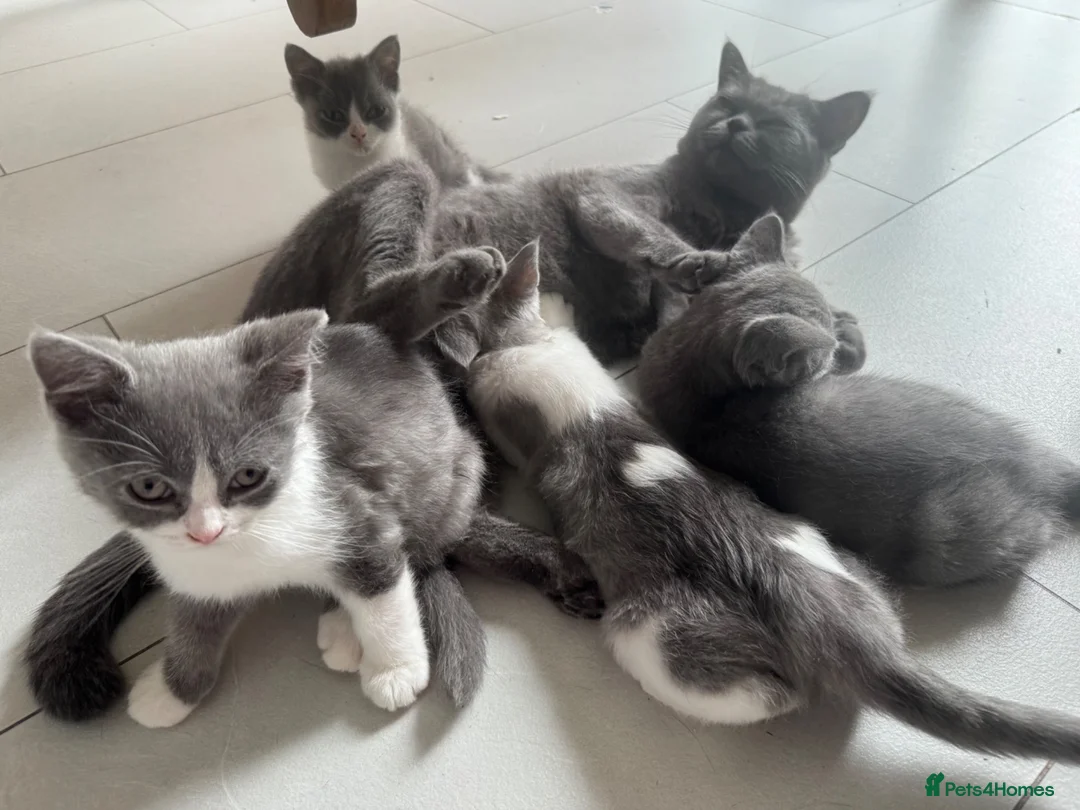 British Shorthair cats for sale: BSH kittens  - Advert 2