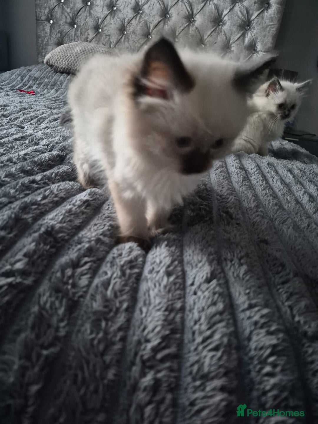 Ragdoll cats for sale: Adorable Ragdoll Kittens GCCF  Active registered  - Advert 24