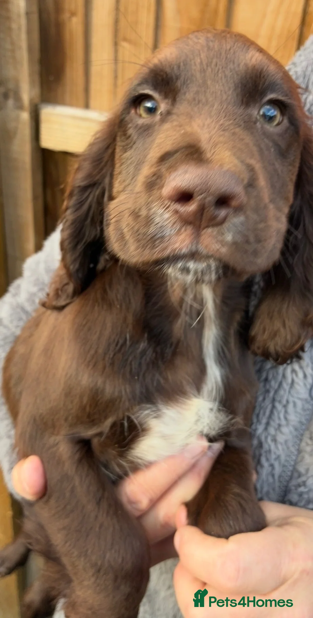 Sprocker dogs for sale: Beautiful boy sprocker spaniels  in Maidstone - Advert 20