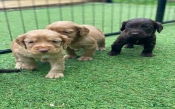 Cocker Spaniel dogs for sale: Health Tested Cocker Spaniel Pups - Image 7