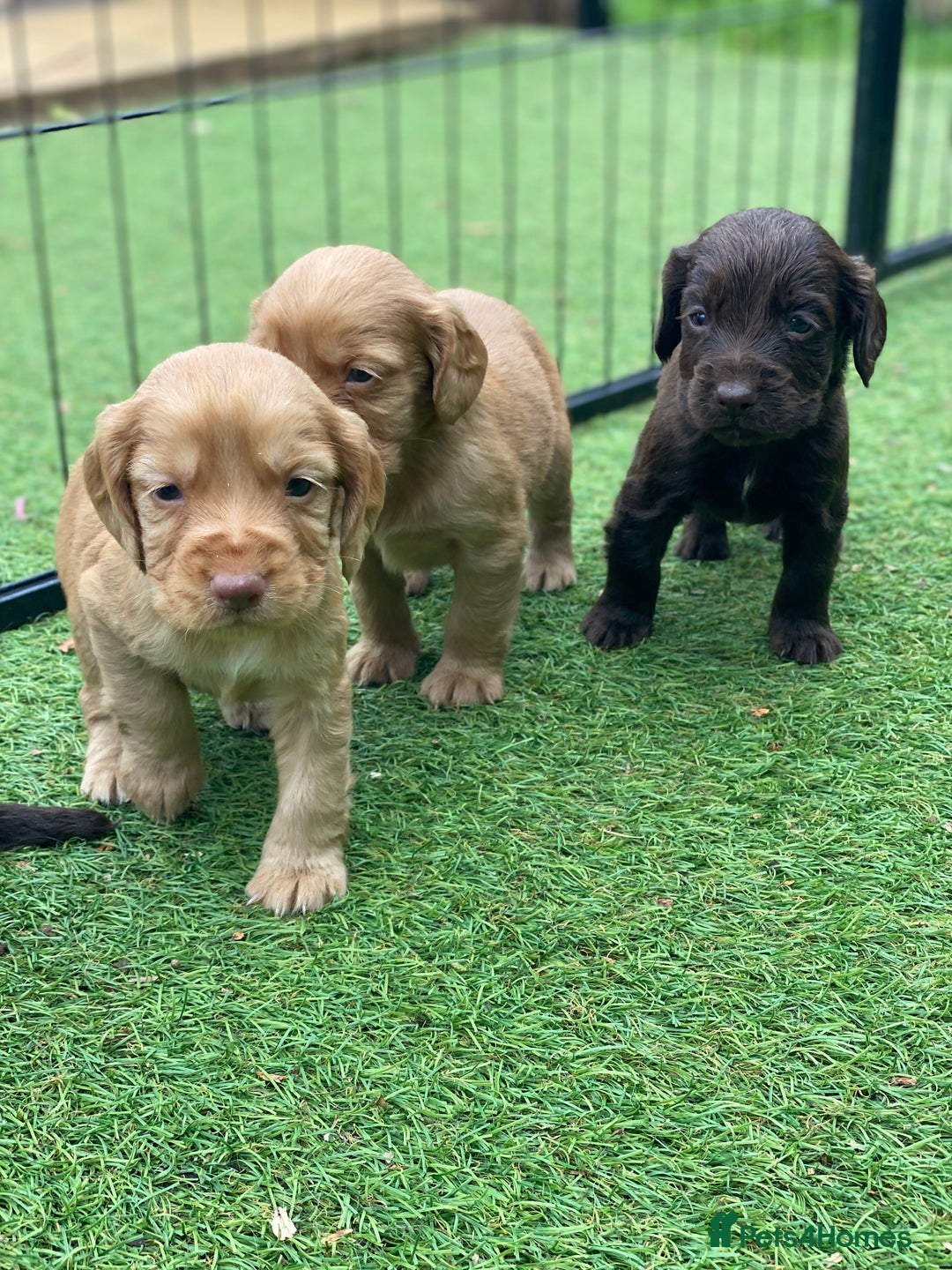 Cocker Spaniel dogs for sale: Health Tested Cocker Spaniel Pups - Image 7