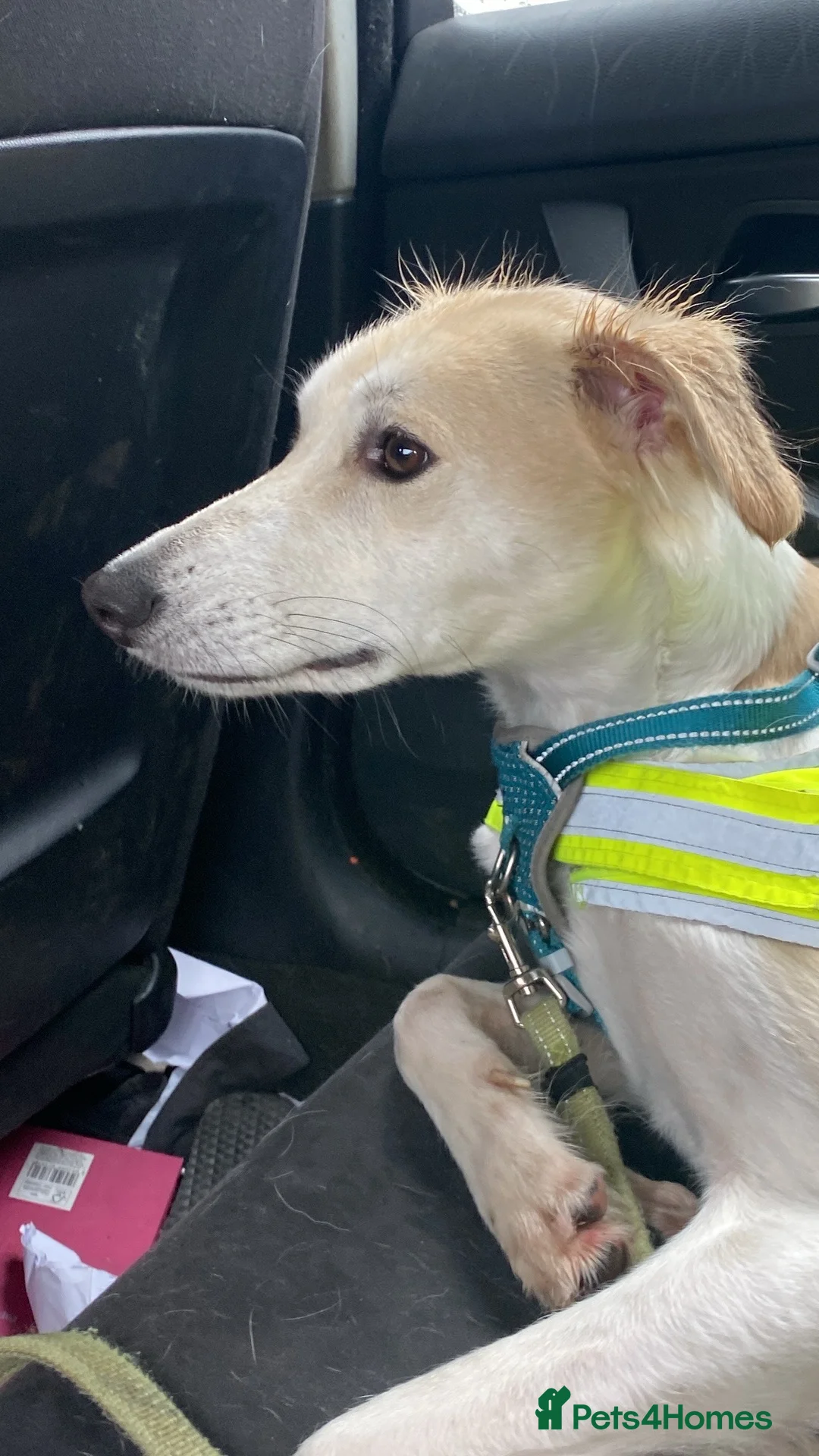 Saluki dogs for sale: DWKC registered Saluki puppies. - Advert 2