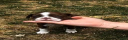 Boston Terrier dogs for sale: Stunning litter of Boston terrier puppies  - Advert 16