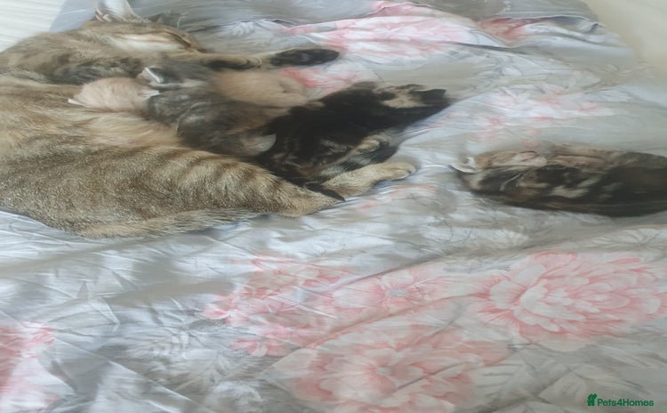 Mixed Breed cats - Advert 6