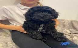 Cavapoochon dogs for sale: Gorgeous litter of Cavapoochon  - Image 9