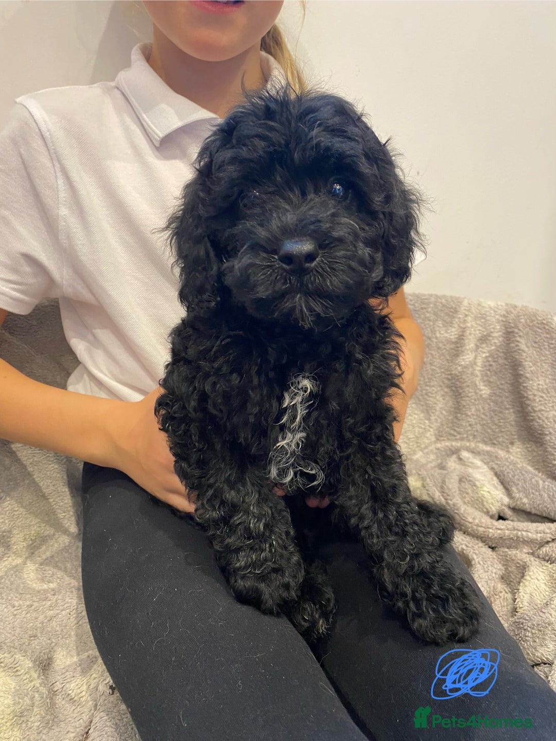 Cavapoochon dogs for sale: Gorgeous litter of Cavapoochon  - Image 9