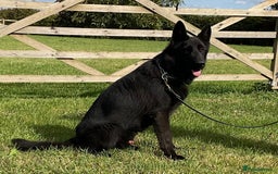 German Shepherd dogs for sale: 25 years experience breeding German Shepherds - Image 3