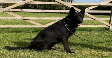 German Shepherd dogs - Advert 4