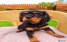 Cavalier King Charles Spaniel dogs for sale: Cavalier King Charles spaniel  - Image 7