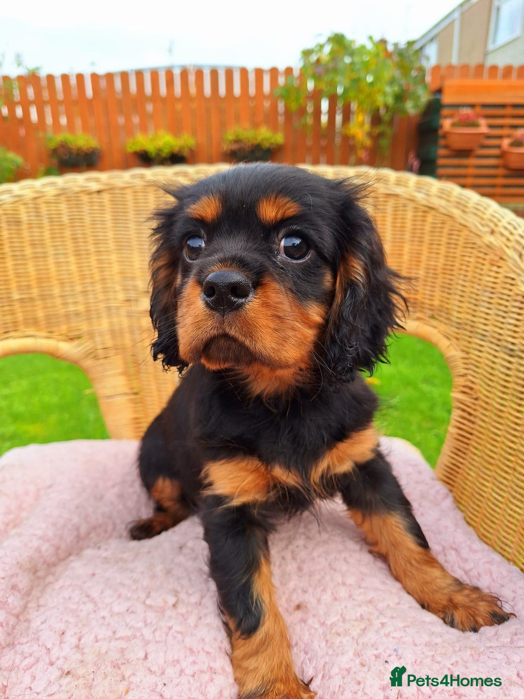 Cavalier King Charles Spaniel dogs for sale: Cavalier King Charles spaniel  - Image 7