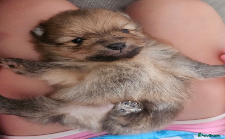 Pomeranian dogs - Advert 1