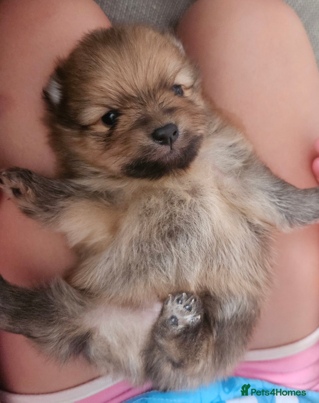 Pomeranian dogs for sale: Beautiful teddy like pomeranians - Image 1