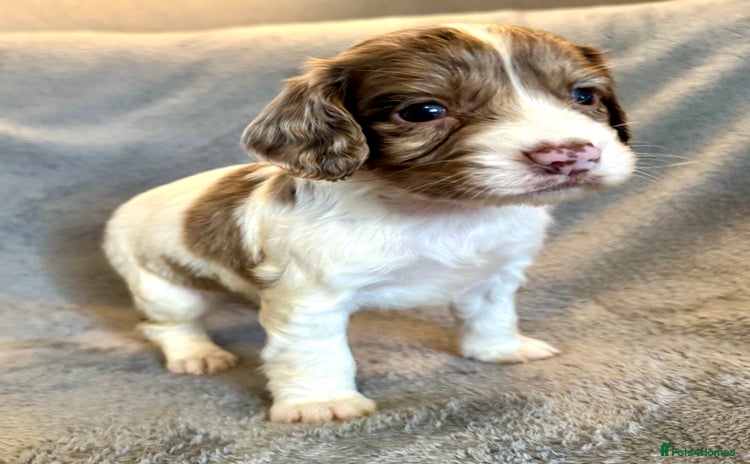 Sprocker dogs - Advert 3