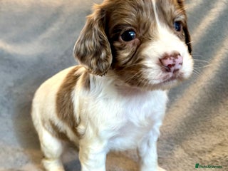 Sprocker dogs Merle and chocolate spaniels - Advert 4