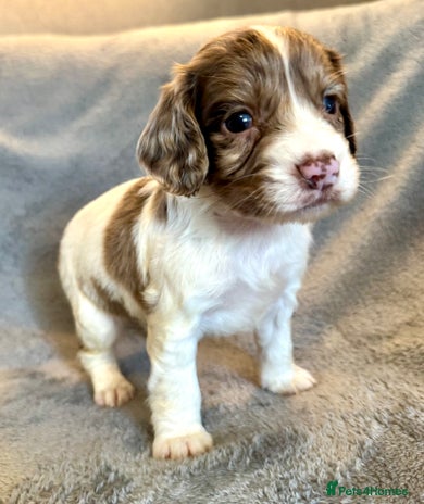 Sprocker dogs - Advert 3