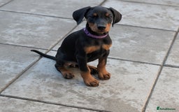 Dobermann dogs for sale: Doberman puppies "ready now" - Image 35