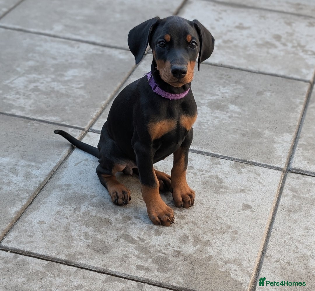 Dobermann dogs for sale: Doberman puppies "ready now" - Image 35