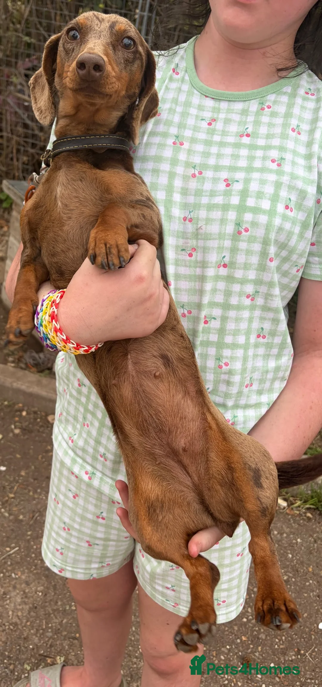 Dachshund dogs for sale: REHOME!! Dachshund 16 months old - Advert 3