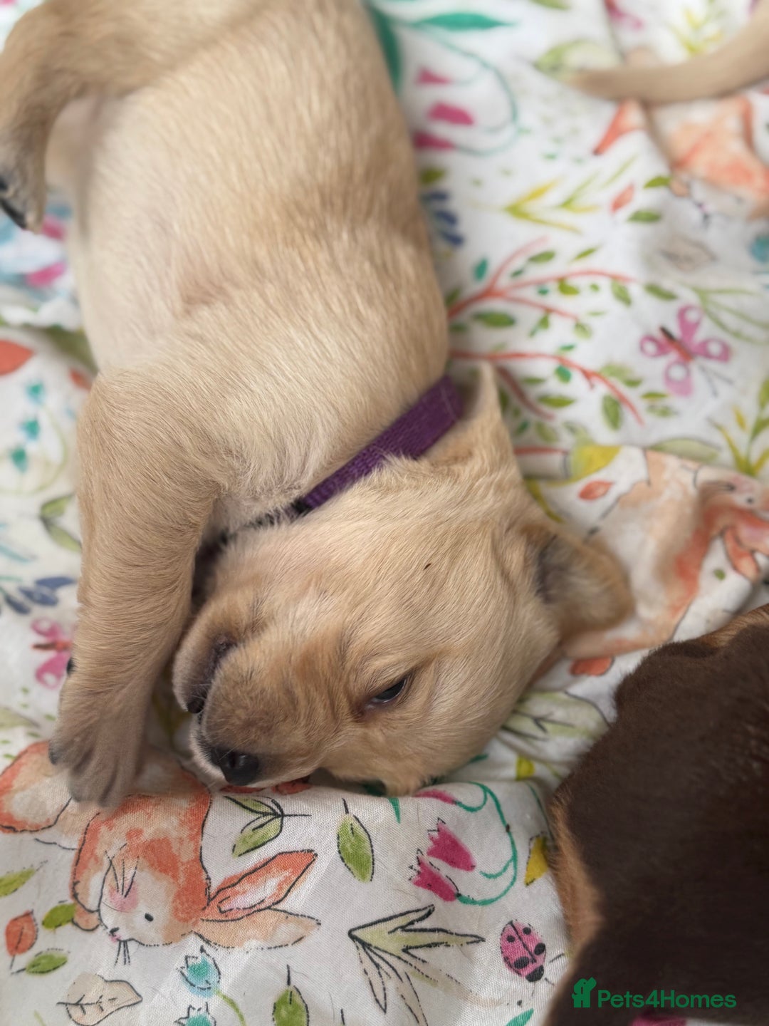 Goldador dogs for sale: Beautiful litter off 11 goldador puppies  - Image 12