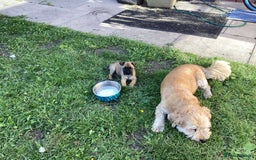 Mixed Breed dogs for sale: Pug x terrier - Image 4