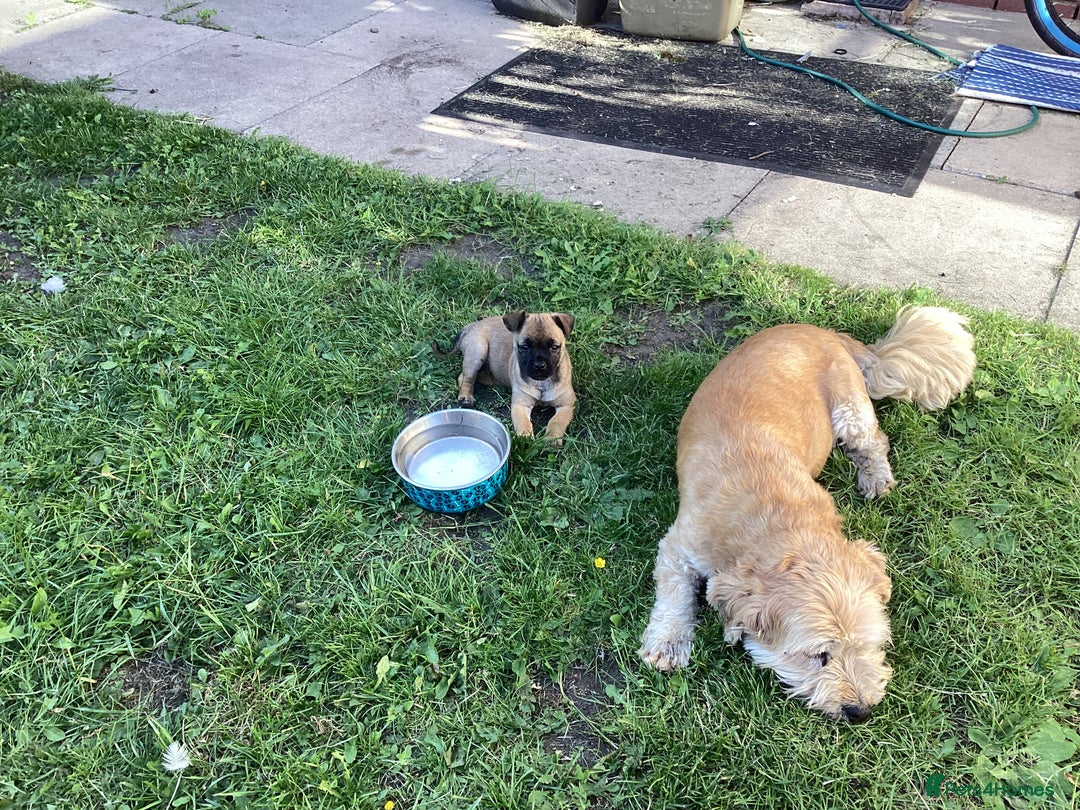 Mixed Breed dogs for sale: Pug x terrier - Image 4