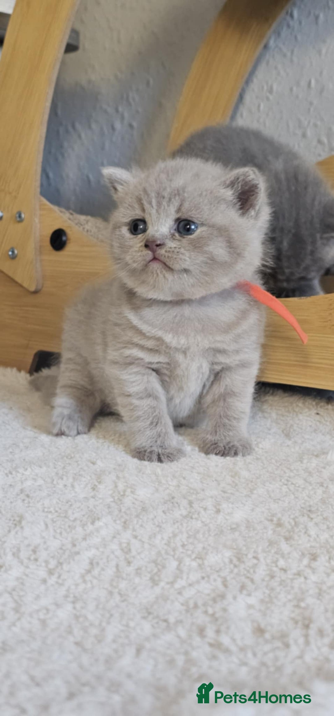British Shorthair cats for sale: British Shorthair Kittens for Sale 🐾 - Advert 4