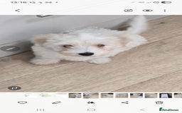 Maltese dogs for sale: Adorable maltese 3boys and 3 girls - Image 19