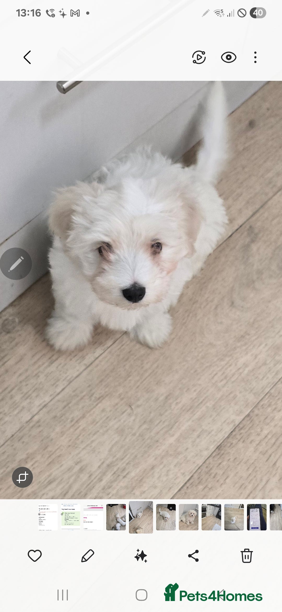 Maltese dogs for sale: Adorable maltese 3boys and 3 girls - Image 19
