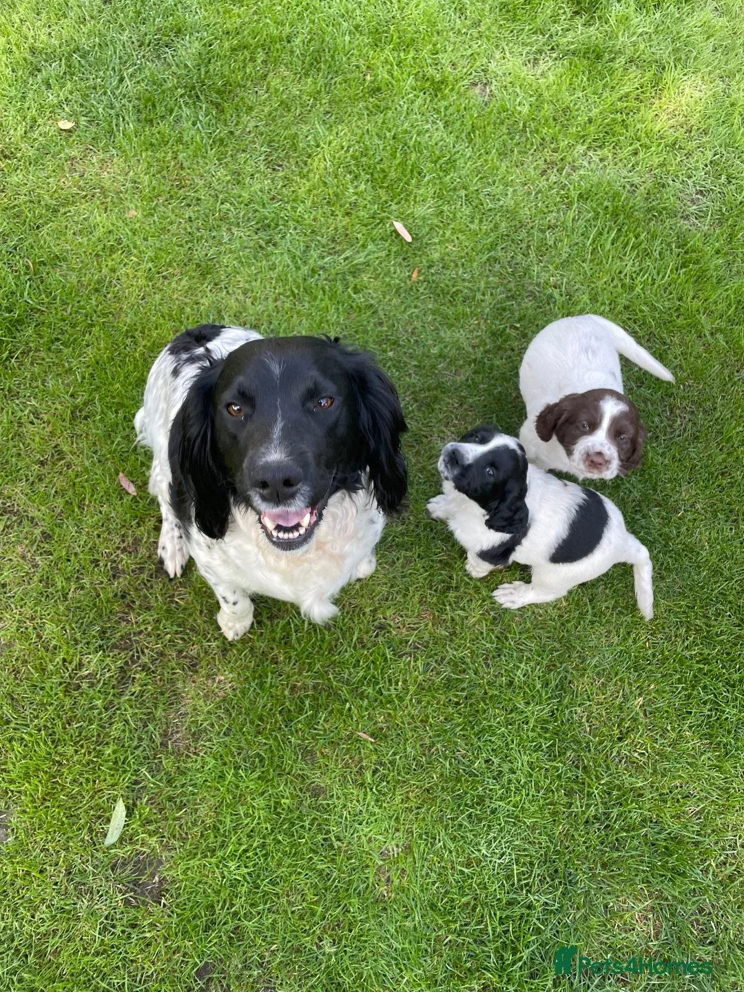 Sprocker dogs for sale: Sprocker spaniel puppies for sale - Advert 5