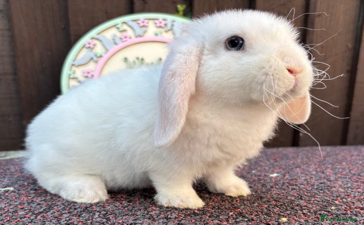 Mini Lop rabbits - Advert 16