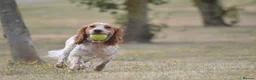 Cocker Spaniel dogs for stud: For stud only  - Advert 2