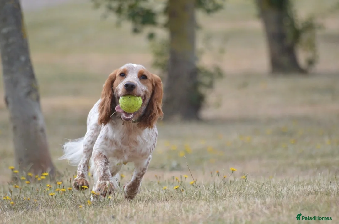 Cocker Spaniel dogs for stud: For stud only  - Advert 2