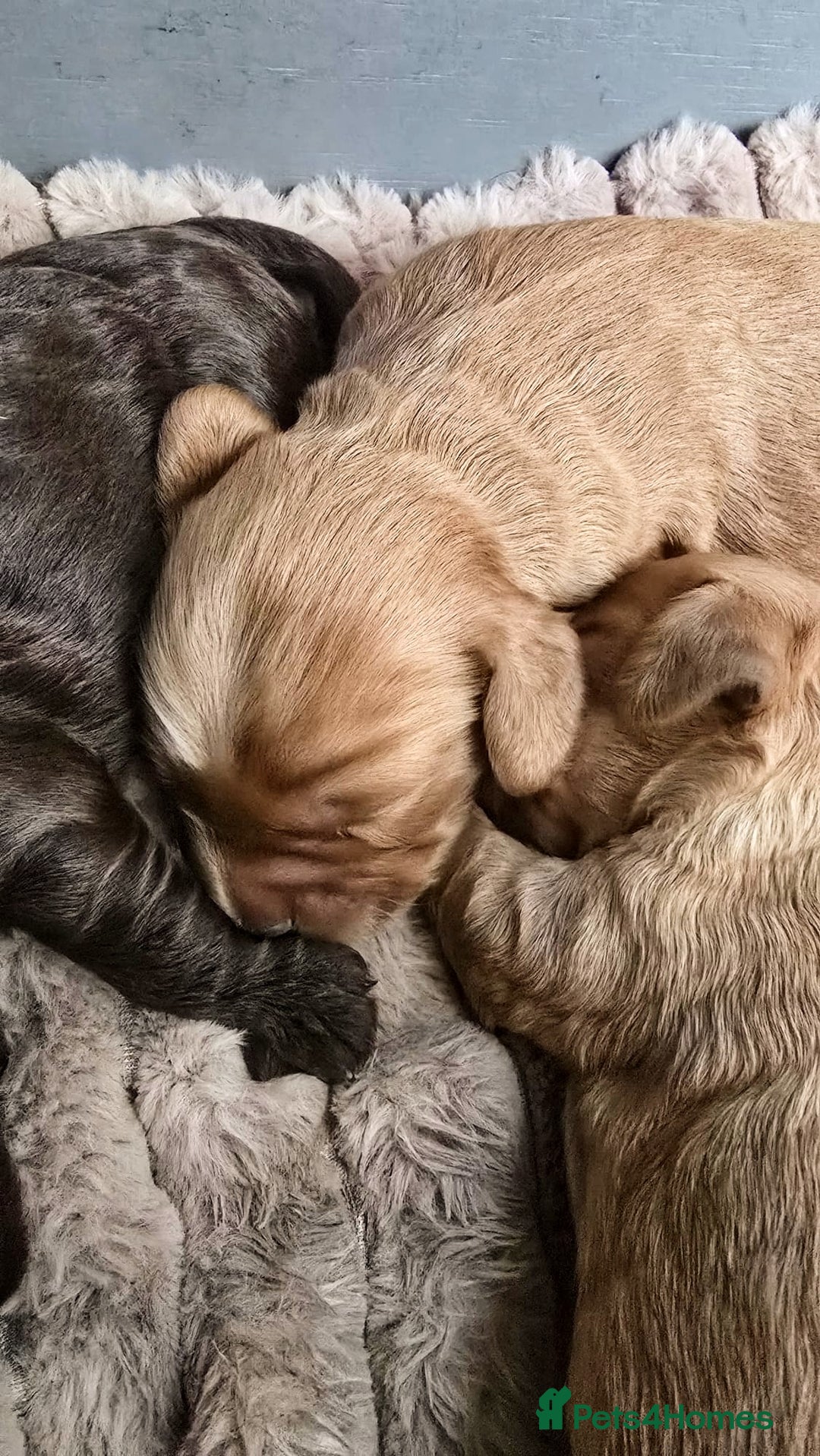 Cockapoo dogs for sale: Champion Line 🏆 F1 Miniature Cockapoo Puppies  - Image 9