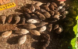 Quail poultry for sale: QUAIL HATCHING EGGS/1ST SEPTEMBER ! - Image 26