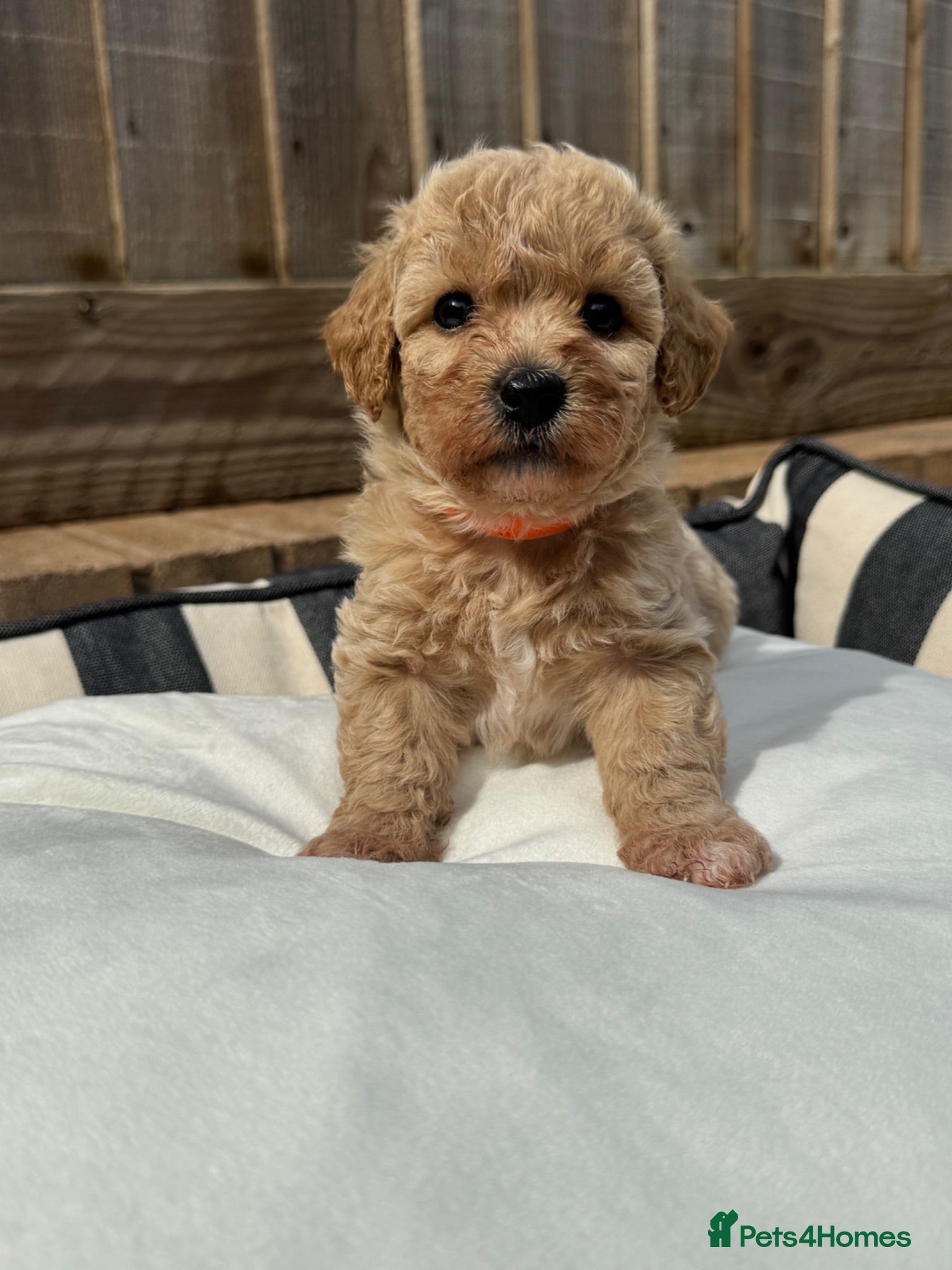 Maltipoo dogs Only 4 Adorable Rare Tiny Maltipoo Left 🐾  - Advert 1