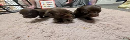 Doxiepoo dogs for sale: Miniature doxipoos  - Advert 5